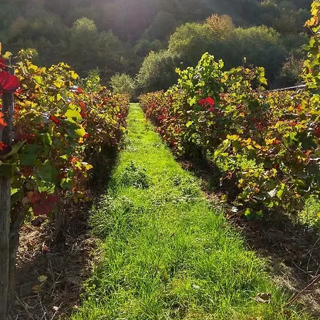 Gaestehaus Lavendel An Der Mosel Appartement Senheim