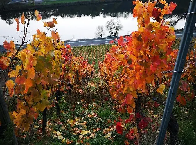 Appartement Gaestehaus Lavendel An Der Mosel Senheim
