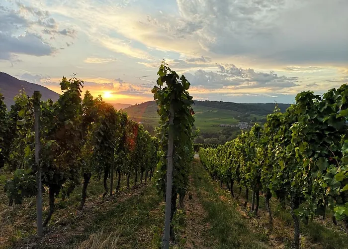 Appartement Gaestehaus Lavendel An Der Mosel Senheim