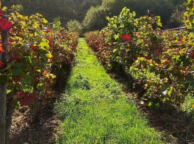 Lavendel An Der Mosel Apartment Senheim